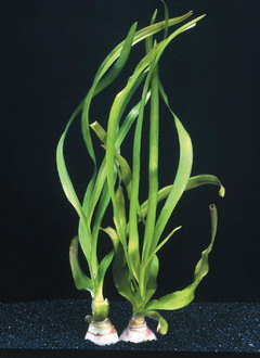 oK_P014BL - Thailaendische Wasserlilie - Wasserlilie _ Crinum thaianum Barschfest WFW wasserflora oK_P014BL