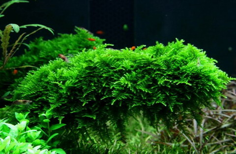 1-2-GROW! Christmas Moss / Vesicularia  dubyana ‘Christmas’  von TROPICA, Moos