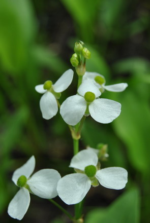 Rundblättriger Froschlöffel, weiß / Alisma parviflora im 9×9 cm Topf