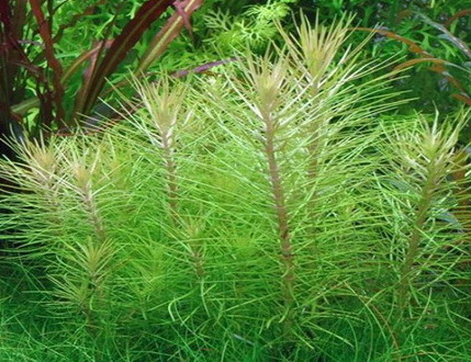 1-2-GROW! Indische Sternpflanze / Pogostemon erectus von TROPICA