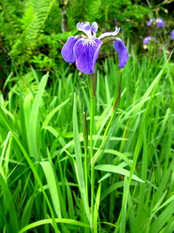 Alaska-Sumpfschwertlilie / Iris Setosa im 9×9 cm Topf