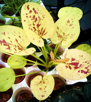 T10539ST - Yellow Sun Schwertpflanze _ Echinodorus cord. Yellow Sun WFW wasserflora T10539ST