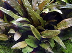 T109eXL_T - MUTTERPFLANZE Cryptocoryne wendtii TROPICA