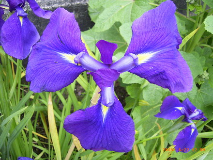 GT1136AA - Japanische Garten-Schwertlilie _ Iris Ensata Variegata im 9x9 cm Topf WFW wasserflora GT1136AA