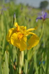 GT1143AA - Gestreifte Gelbe Sumpfschwertlilie _ Iris pseudacorus Variegata im 9x9 cm Topf