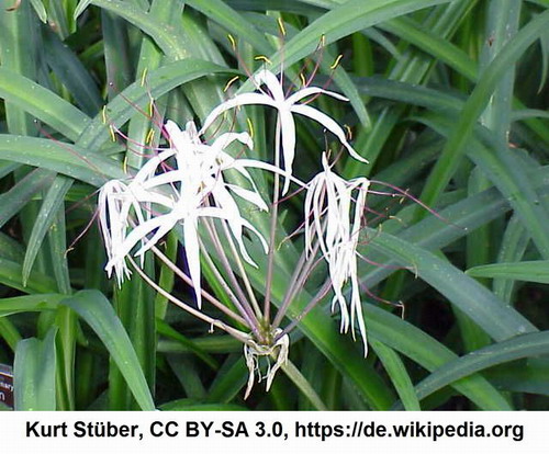 ueT183OK - Purpur-Hakenlilie _ Crinum purpurascens WFW wasserflora ueT183OK