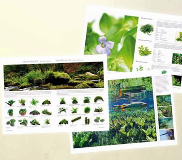 Dennerle Pflanzen-Ratgeber 108 Seiten mit über 400 Bildern