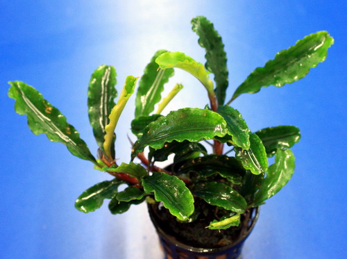 T2020257AD - Bucephalandra sp. Green Velvet im Topf RARITAeT WFW wasserflora T2020257AD