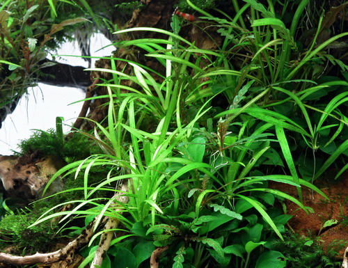 o30013DE - In-Vitro Zwergschwertpflanze _ Helanthium tenellum Broad Leaf (Echinodorus tenellus Broad Leaf) WFW wasserflora o30013DE