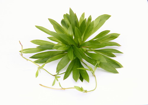o30166DE - In-Vitro Bolivianische Schwertpflanze _ Helanthium bolivianum (Echinodorus bolivianus) WFW wasserflora o30166DE