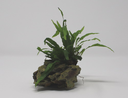 Drachenstein Gr. S mit Mini Javafarn / Microsorum pteropus ‘Short Narrow Leaf’ auf künstlichem Comb Stone