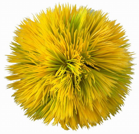 430026Ep - Plant Ball - yellow - ca. 11 x 11 x 11 cm Europet 430026Ep
