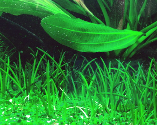 1-2-GROW! Europäischer Strandling / Littorella uniflora