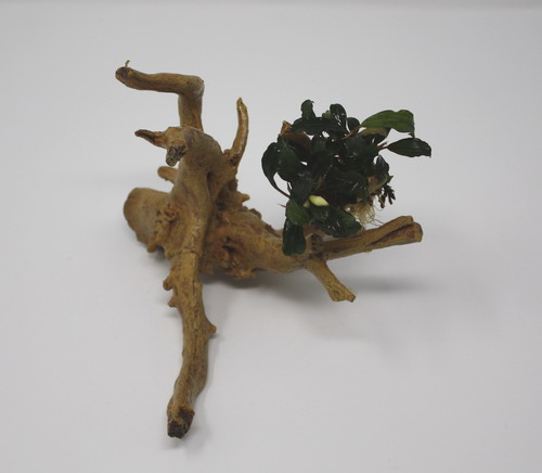 Bucephalandra-Spiderwood / künstliche Nano-Moorwurzel mit Bucephalandra