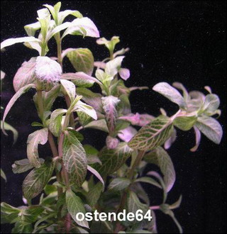 B050PP - Rosablaett. Indischer Wasserfreund _ Hygrophila polysperma Sunset - Rosanervig WFW wasserflora B050PP