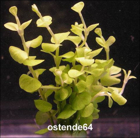 B061PP - Goldenes Pfennigkraut _ Lysimachia nummularia auera WFW wasserflora B061PP