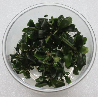 oV052DZ - XL In-Vitro Bucephalandra wavy green - TOP-Raritaet WFW wasserflora oV052DZ