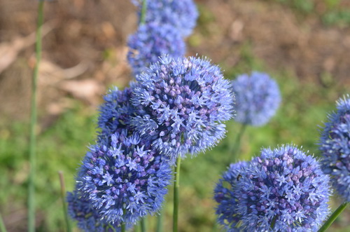 GK5000wf - Sibirischer Enzianlauch. Blau-Lauch _ Allium caeruleum - Blumenzwiebel WFW wasserflora GK5000wf