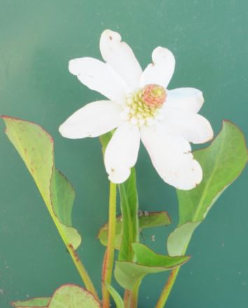 Molchschwanz Yerba Mansa weiß / Anemopsis californica im 9×9 cm Topf