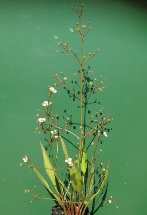 Lanzenblättriger Froschlöffel / Alisma lanceolatum im 9 cm Topf
