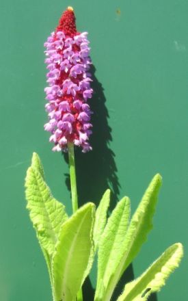 GT980Wo - Orchideenprimel _ Primula vialii. rot-violett im 9x9 cm Topf WFW wasserflora GT980Wo