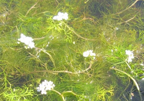 GT990Wo - Wasser-HahnenfuSz. weiSz _ Ranunculus aquatilis im 9x9 cm Topf WFW wasserflora GT990Wo