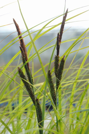GTA-035BA - Schmale Sumpfsegge _ Carex gracilis (acuta) im 9x9 cm Topf WFW wasserflora GTA-035BA