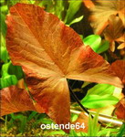 oK_R100PP - Roter Tigerlotus Knolle+Trieb _ Nymphaea lotus var. rubra