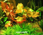 oK_R101PP - Roter Tigerlotus mit Knolle+Blaetter _ Nymphaea lotus var. rubra