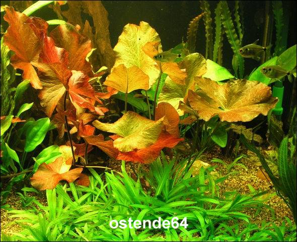 oK_R101PP - Roter Tigerlotus mit Knolle+Blaetter _ Nymphaea lotus var. rubra WFW wasserflora oK_R101PP