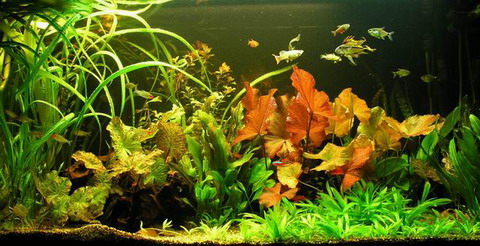S2_060wf - Unterwasser-Landschaft Lotuswelt fuer ein 60 Liter Aquarium WFW wasserflora S2_060wf