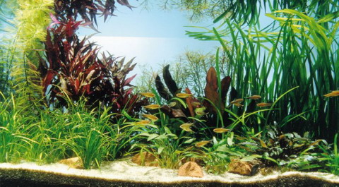 Kupfer Salmler – Pflanzenlandschaft für ein 160-200 Liter Aquarium