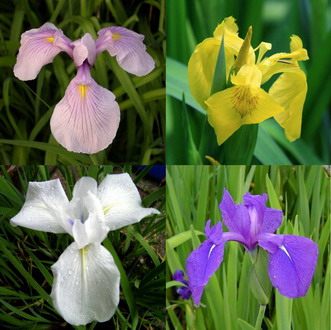 SG004wf - 4 Toepfe Wasserschwert-Lilien - Iris in 4 verschiedene Farben. Rosa. Blau. WeiSz. Gelb WFW wasserflora SG004wf