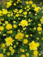 ST0210wf - Gelbe Winteraster _ Chrysanthemum im 15 cm Topf
