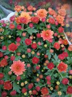 ST0240wf - Orange Winteraster _ Chrysanthemum im 15 cm Topf