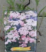 ST0680wf - Achillea millefolium Appleblossom im 11 cm Topf