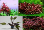 S_RT4 - 4 Toepfe schoene rote Wasserpflanzen - Aquariumpflanzen Set