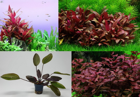 4 Töpfe schöne rote Wasserpflanzen – Aquariumpflanzen Set