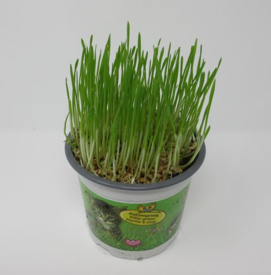 Weizengras / softe Futterpflanze, leckeres Katzengras im Topf