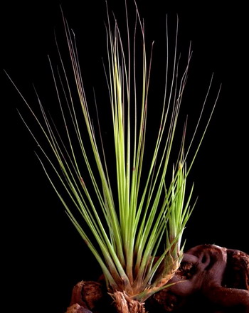 iT0046do - Tillandsia juncifolia WFW wasserflora iT0046do