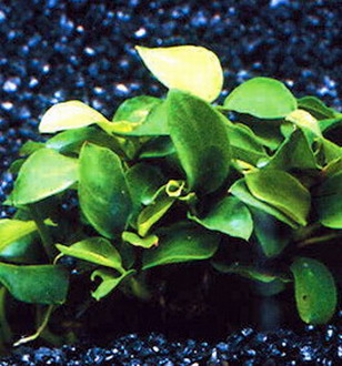 T027BL - Kleinstes Zwergspeerblatt _ Anubias Petite oder Bonsai WFW wasserflora T027BL