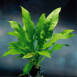 B033PP - Schwarze Amazonas-Schwertpflanze _ Echinodorus parviflorus - peruensis
