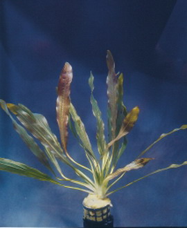 T184DE - Horemanis Schwertpflanze rot _ Echinodorus horemanii Rot TOP-Raritaet WFW wasserflora T184DE