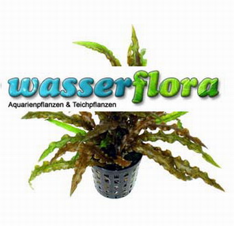 T423DE - Weisslicher Wasserkelch _ Cryptocoryne costata albida Rot TOP-RARITAeT WFW wasserflora T423DE