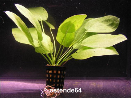T425OK - Schlueters Schwertpflanze _ Echinodorus schlueteri WFW wasserflora T425OK