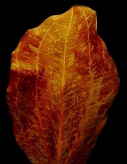 T450OK - Rot geflammte Schwertpflanze _ Echinodorus red flame WFW wasserflora T450OK