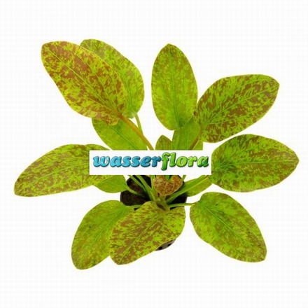 T813SG - Gruen geflammte Schwertpflanze _ Echinodorus Green Flame WFW wasserflora T813SG
