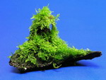 oW_003T - Wurzel mit Christmas-Moos _ Vesicularia montagnei. Moos