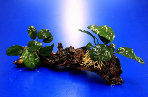 2 x Kaffeeblättriges Speerblatt auf schöner Mopani-Wurzel / Anubias coffeefolia