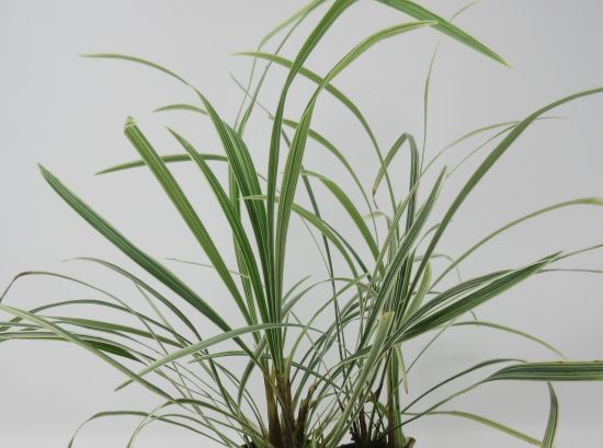Gestreifter Schlangenbart / Ophiopogon variegata